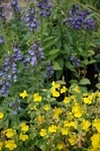 Mimulus luteus und Lobelia siphilitica